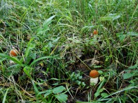 /album/a05-08-2010/dsc00287-jpg/