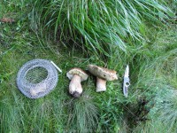 /album/vazec-07-08-2010/hriby-jpg/