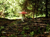 /album/vazec-07-08-2010/muchotravka-jpg/