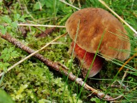 /album/rittenberg-02-10-2010/dsc00605-jpg/
